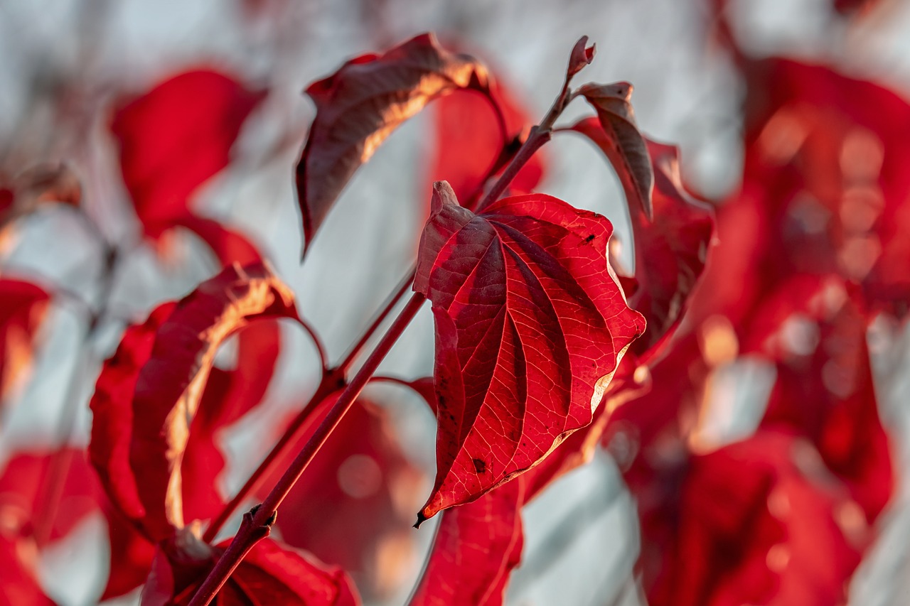 ¿Qué función tiene la luz en las plantas?