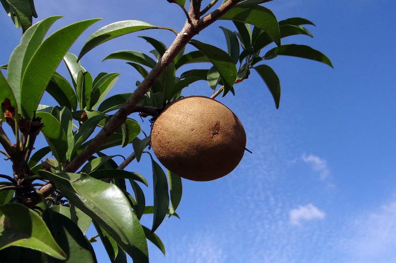 ¿Qué significa el sapote?