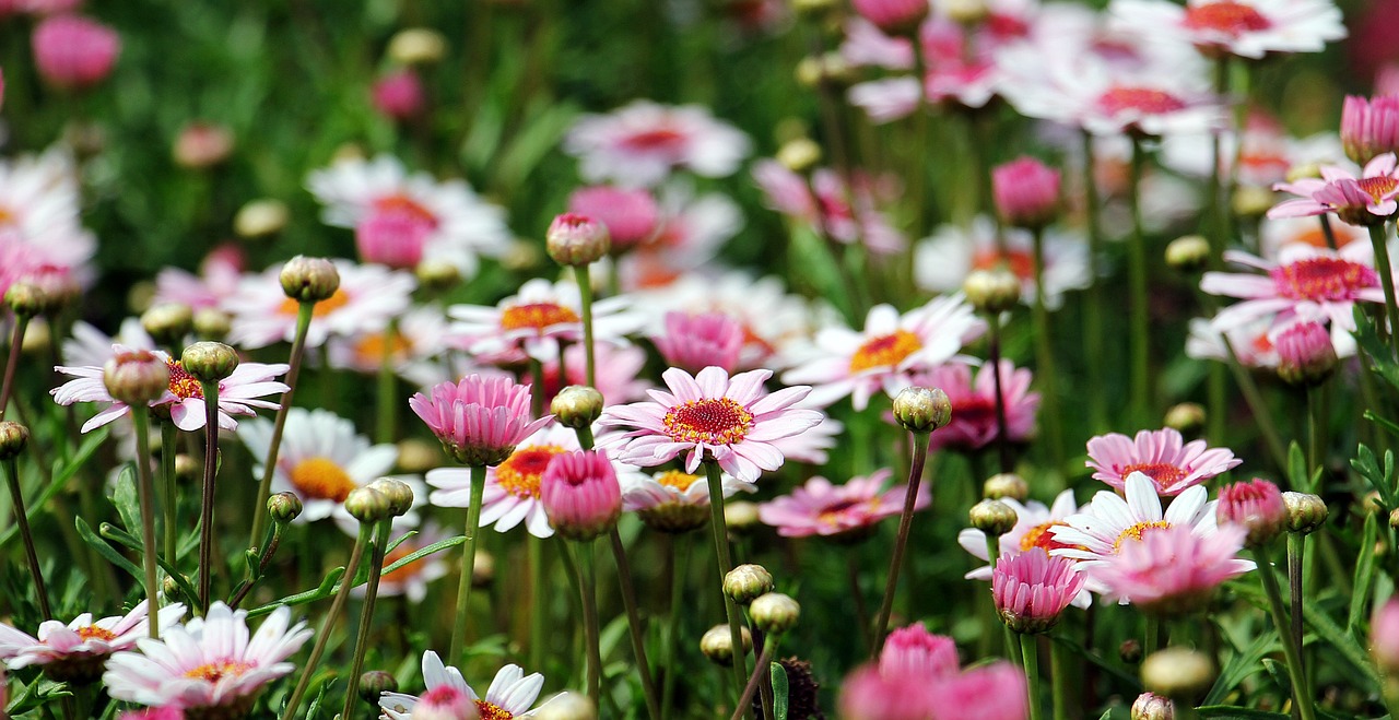 ¿Qué significa tener rosas en el jardín?