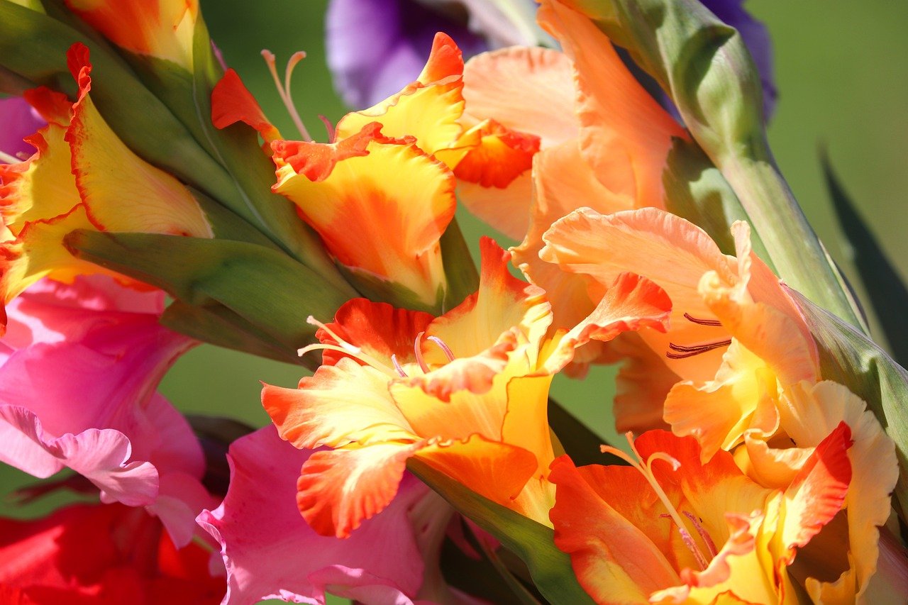 ¿Qué significan las gladiolas blancas?