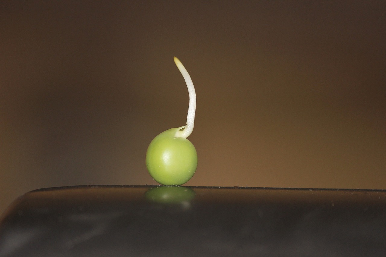 ¿Cómo puedo germinar la semilla de aguacate?