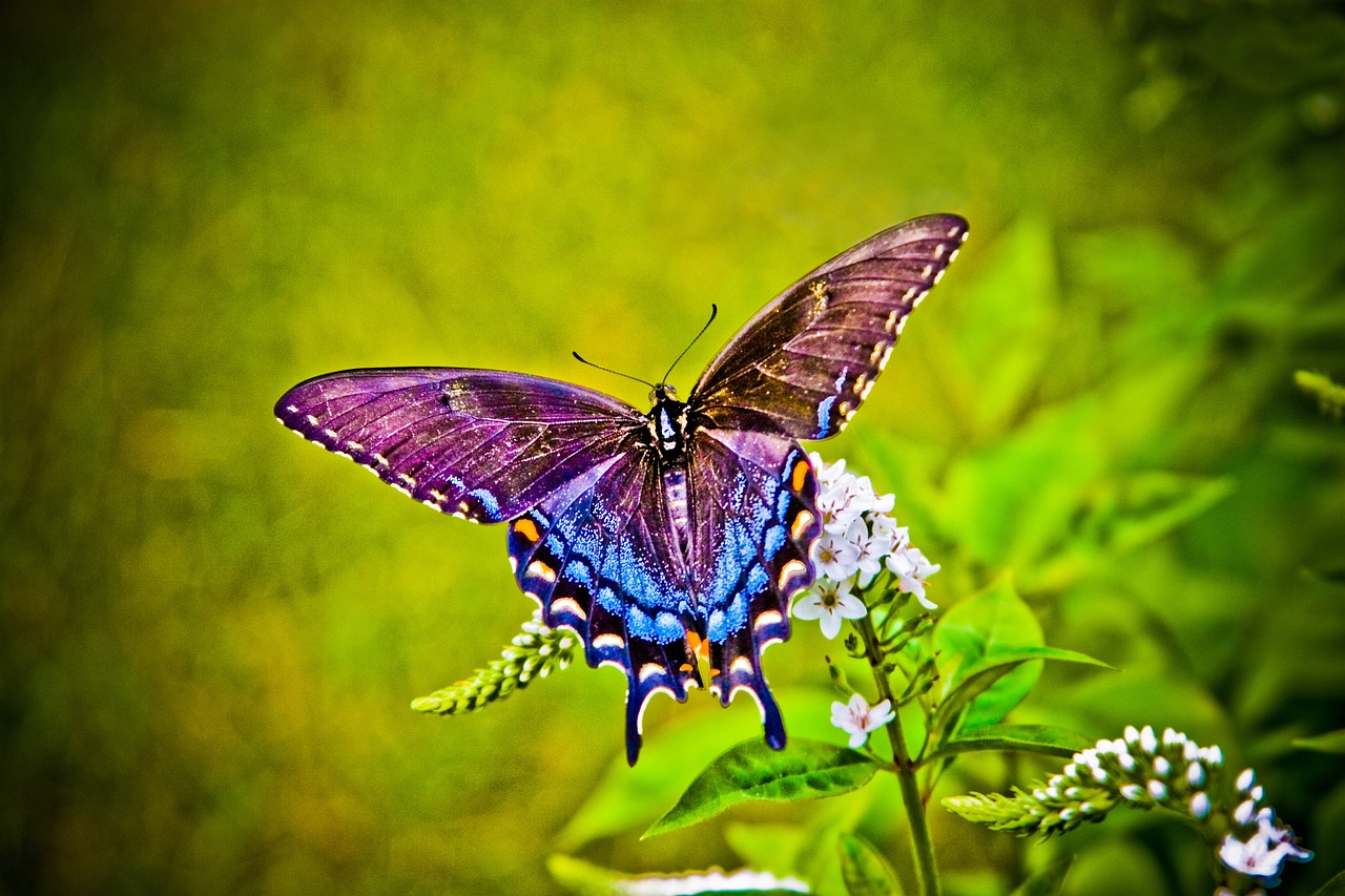 ¿Cómo se llama cuando la larva se convierte en mariposa?