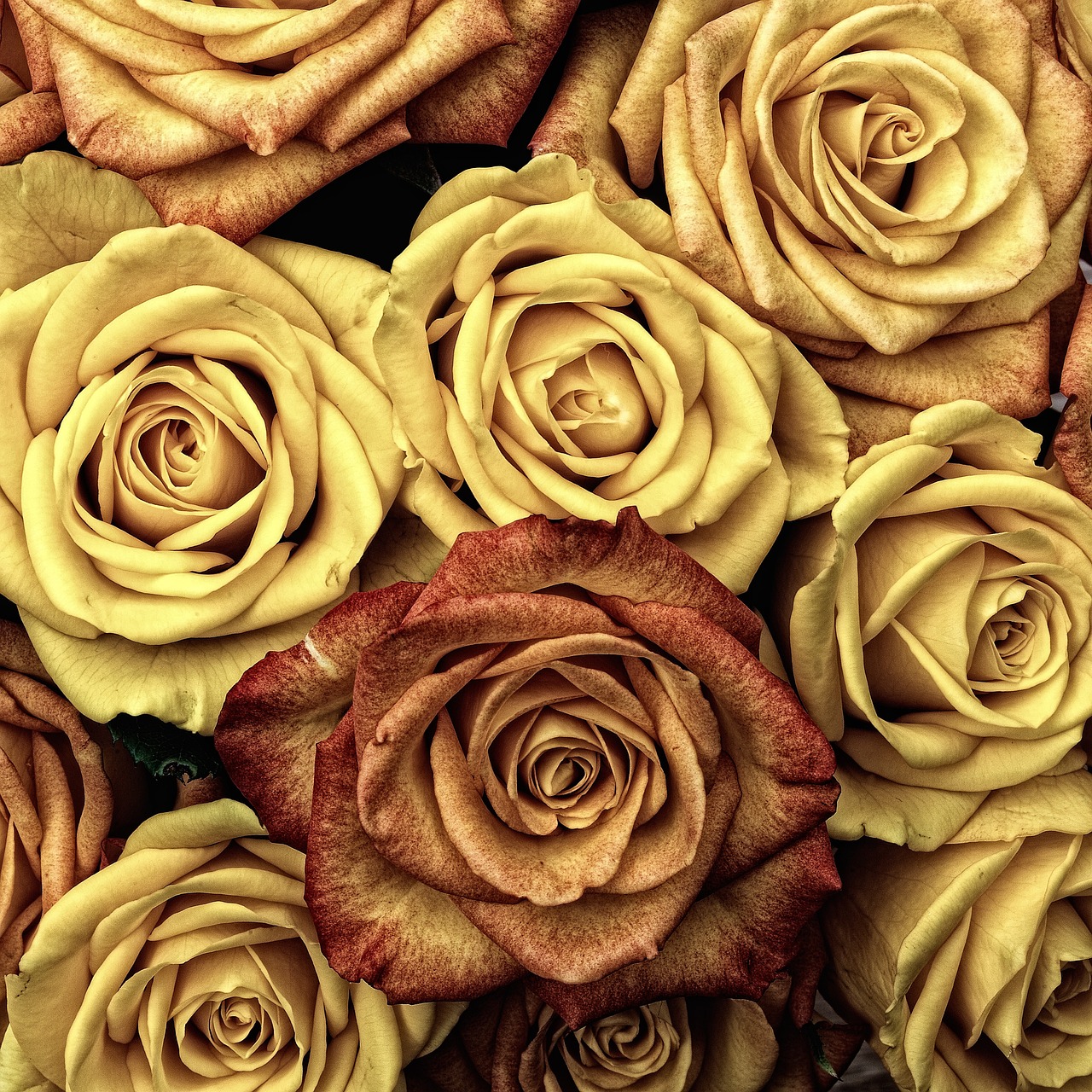 ¿Cómo se llama el arbusto de rosas?
