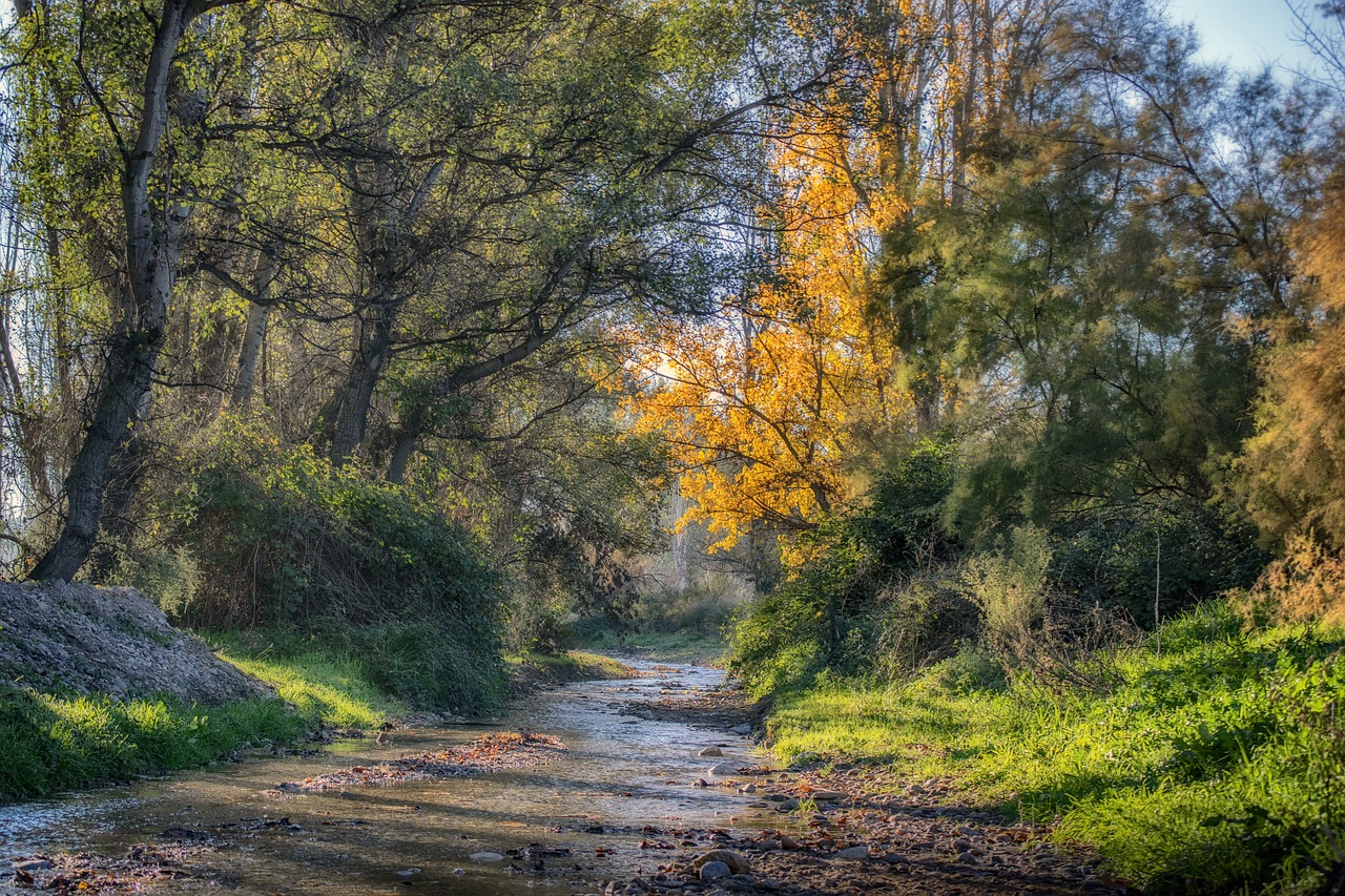 ¿Cuánto tiempo tarda un árbol de granada en dar frutos?