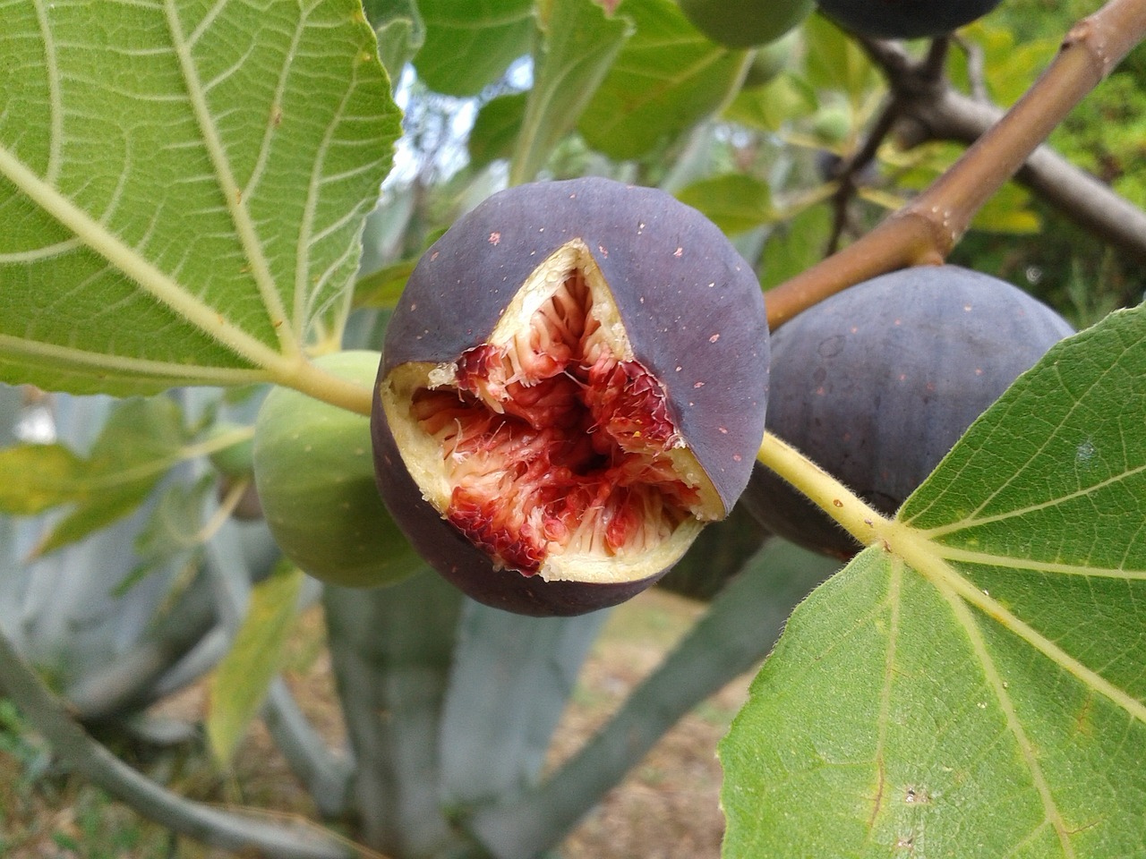 ¿Dónde se da el árbol de higo?