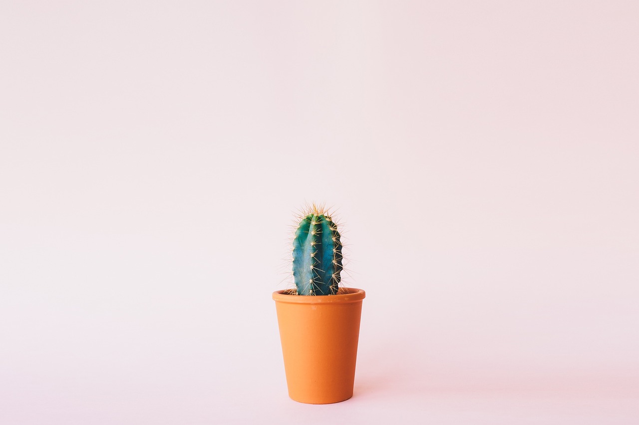 ¿Qué es un cactus ordenador?