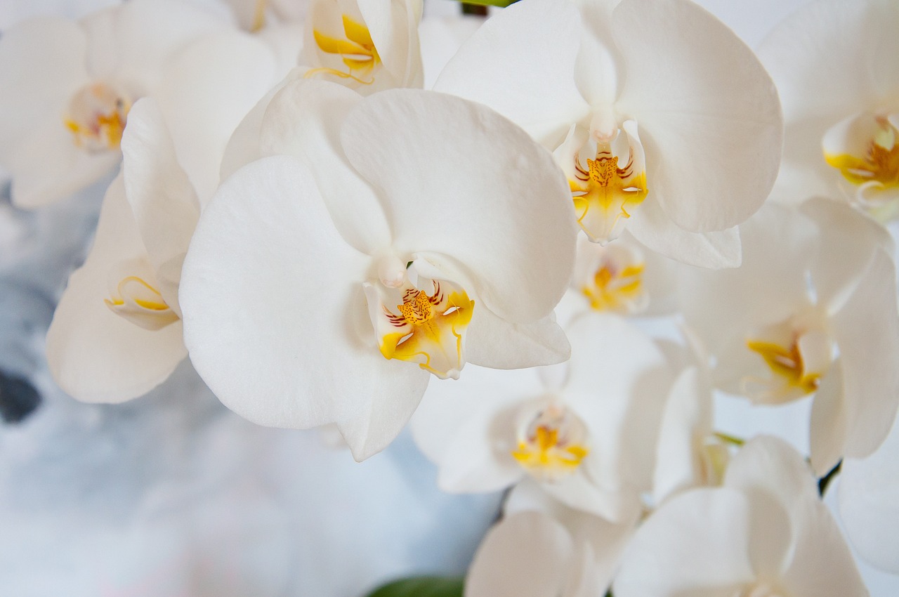 ¿Qué pasa si pongo una orquídea en agua?