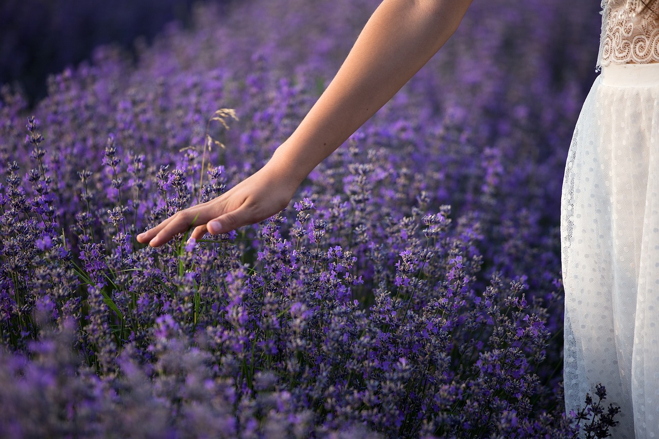 ¿Cómo cuidar una flor de lavanda?