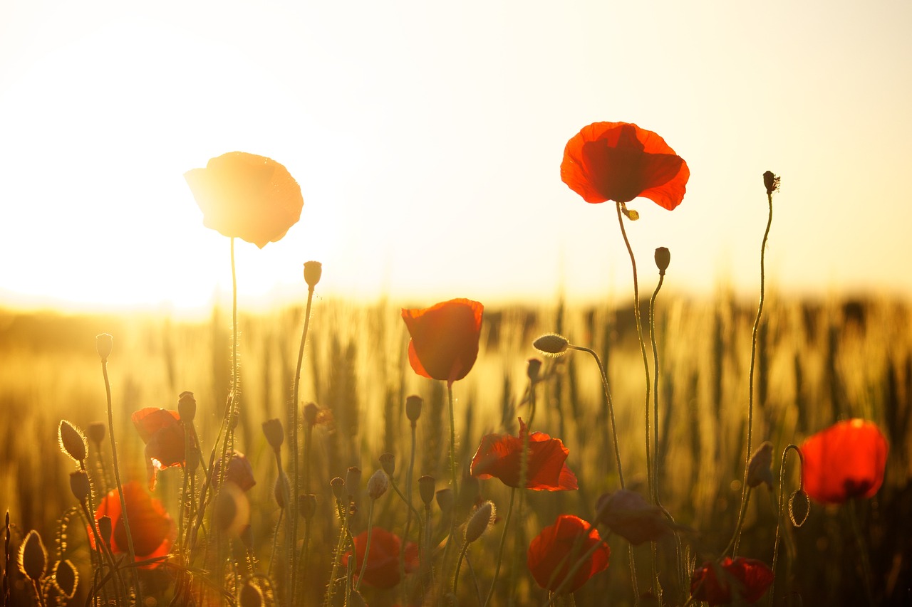 ¿Cuáles son las flores que florecen todo el año?