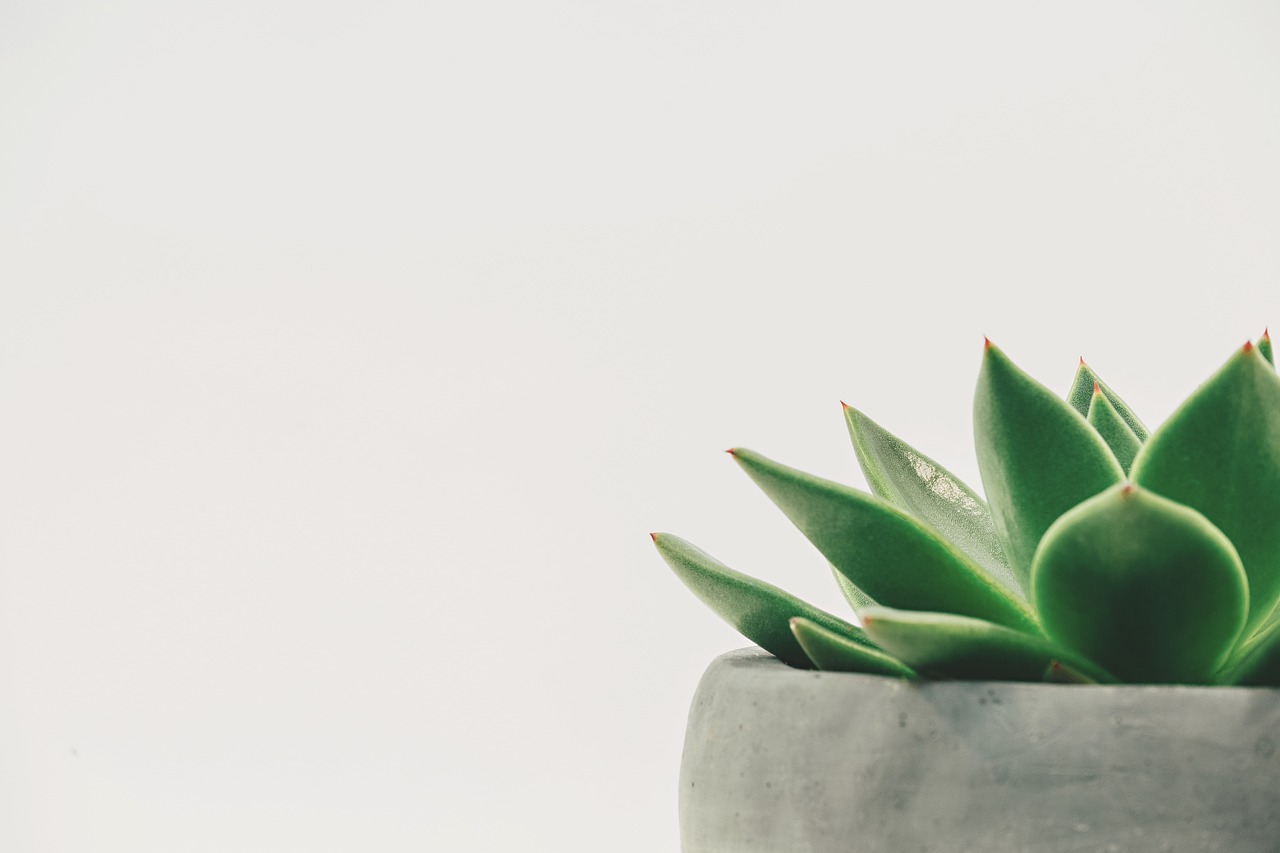 ¿Cuáles son las suculentas con flores?