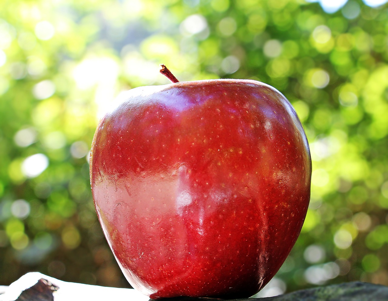 ¿Cuándo plantar árboles de manzana?