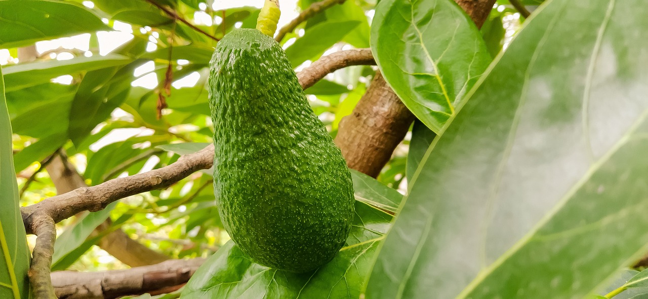 ¿Cuánto tiempo tarda un árbol de aguacate para dar frutos?