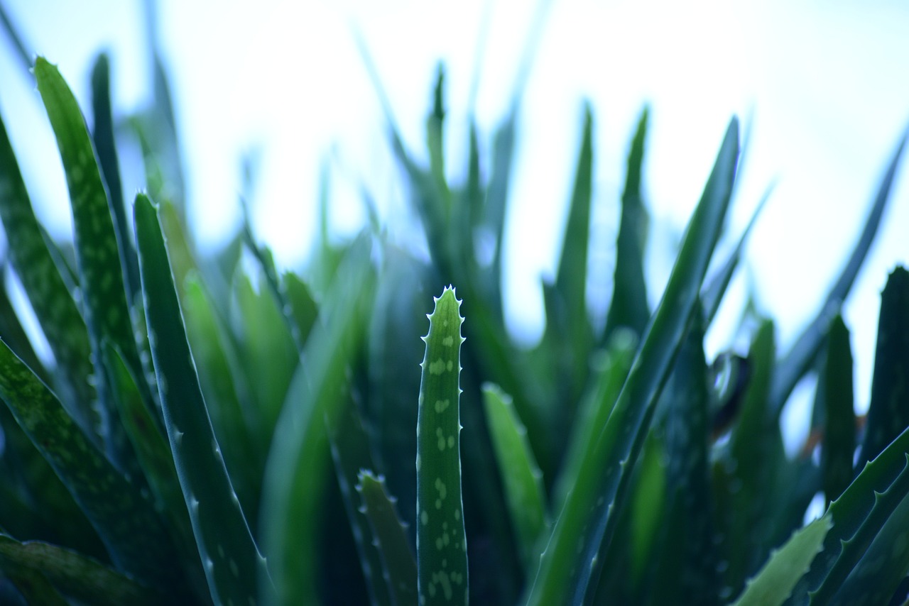 ¿Dónde se puede encontrar el Aloe vera?