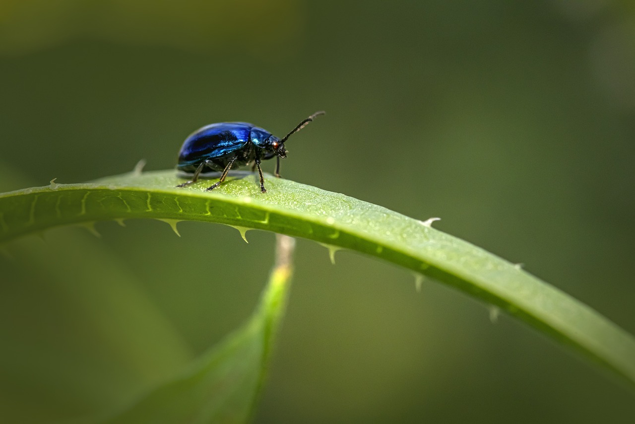 ¿Qué significa el escarabajo verde?