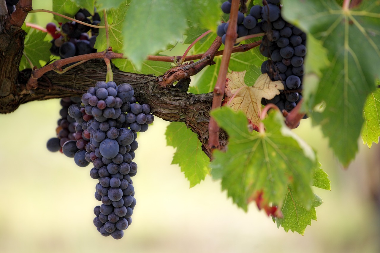 ¿Por qué no cuajan las uvas?