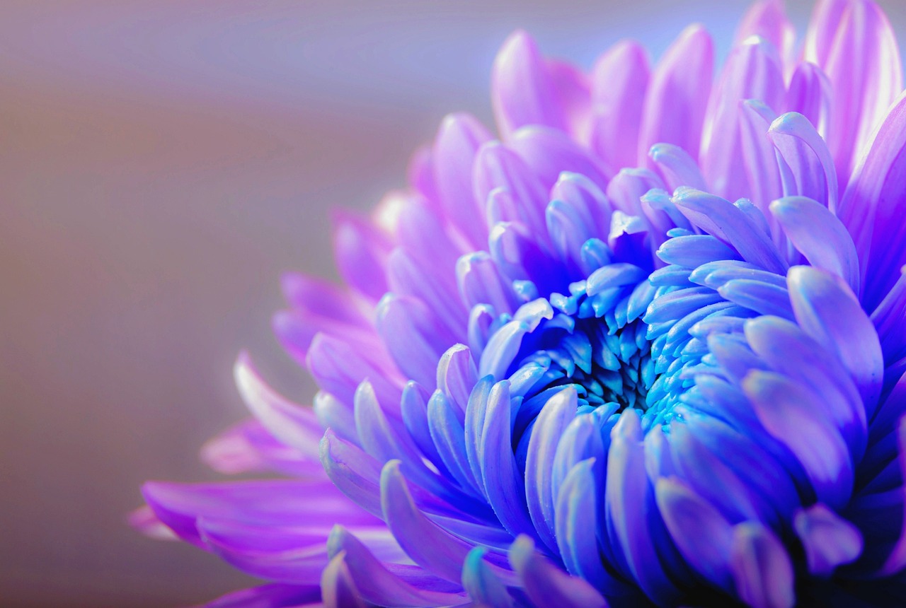 ¿Qué características tienen los jardines?