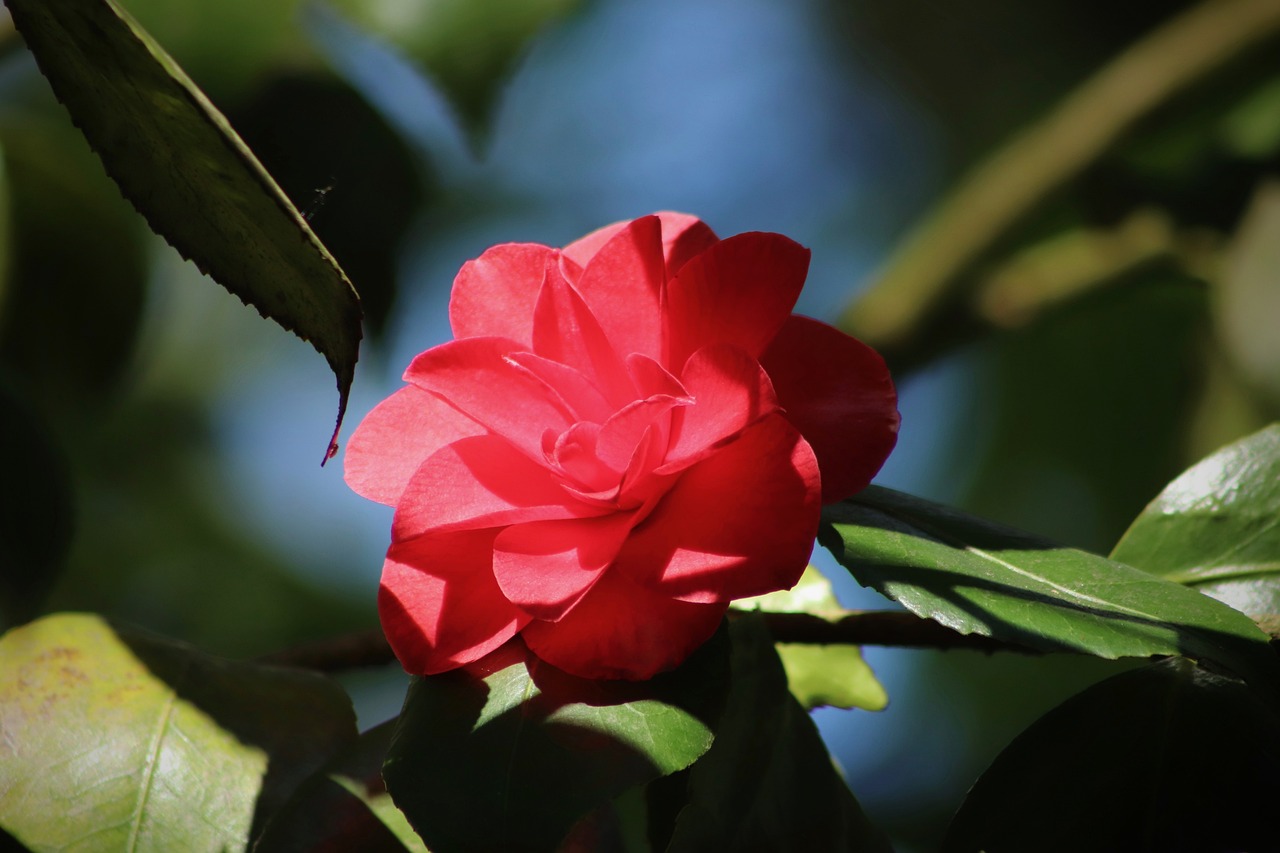 ¿Qué es la camelia y para qué sirve?