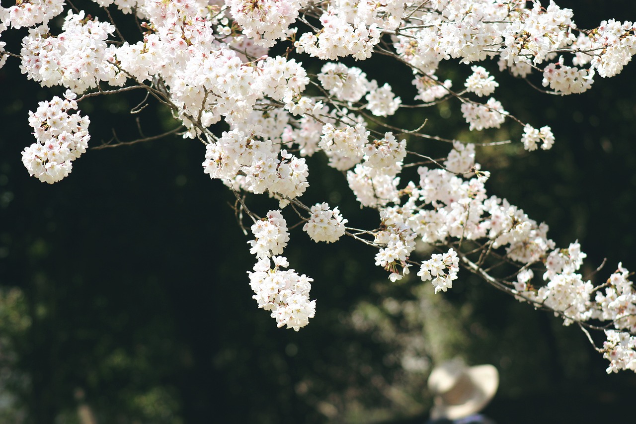 ¿Qué flores se dan en el mes de abril?