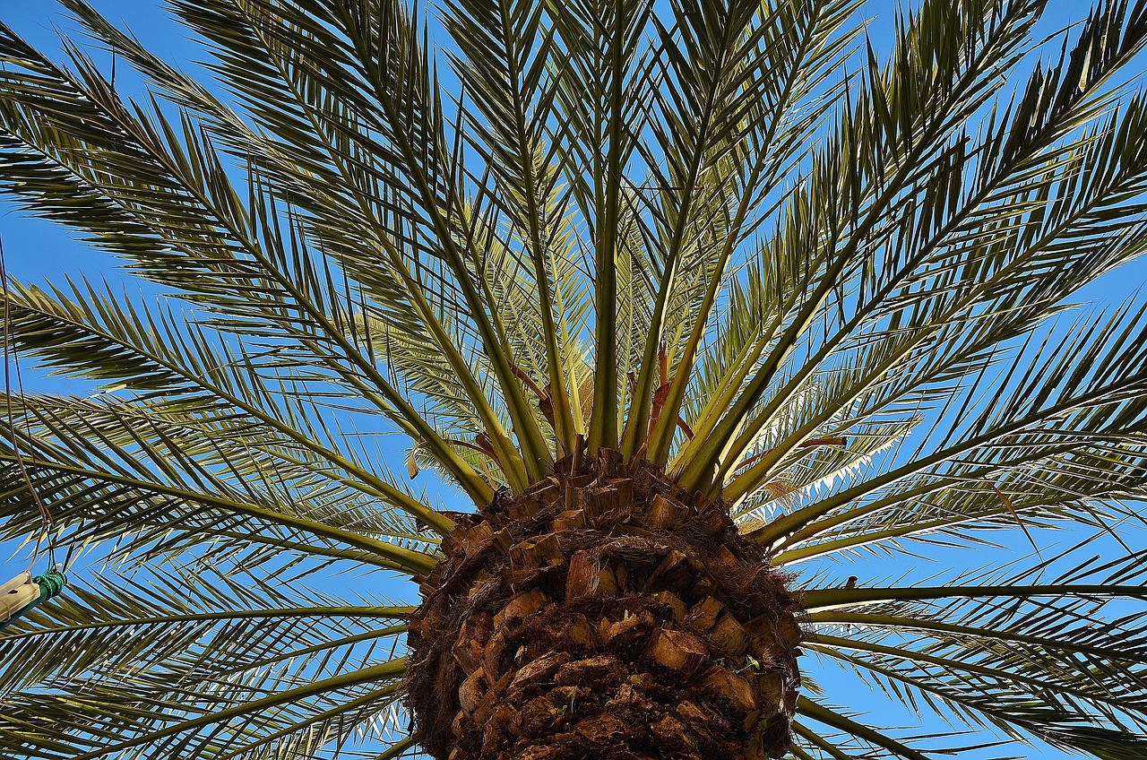 ¿Cómo saber si es palmera datilera?