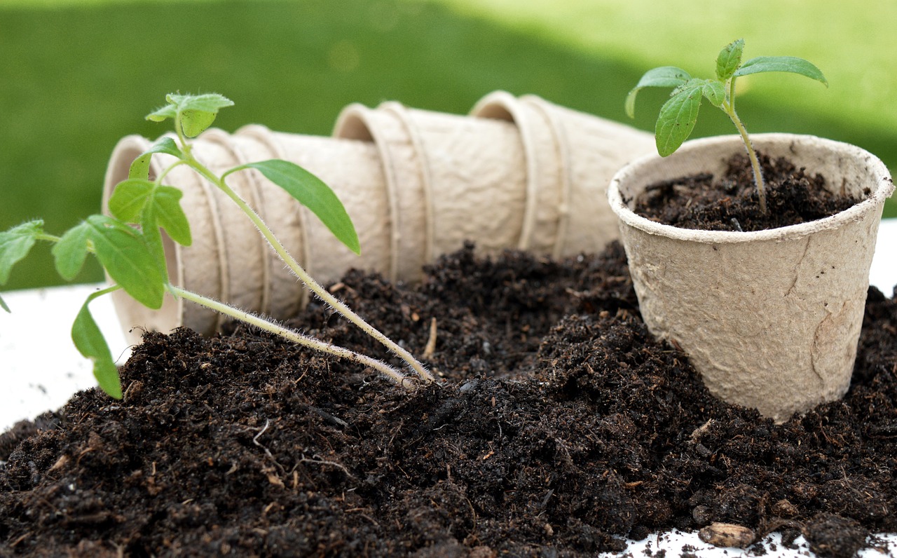 ¿Cómo se debe de trasplantar una planta?