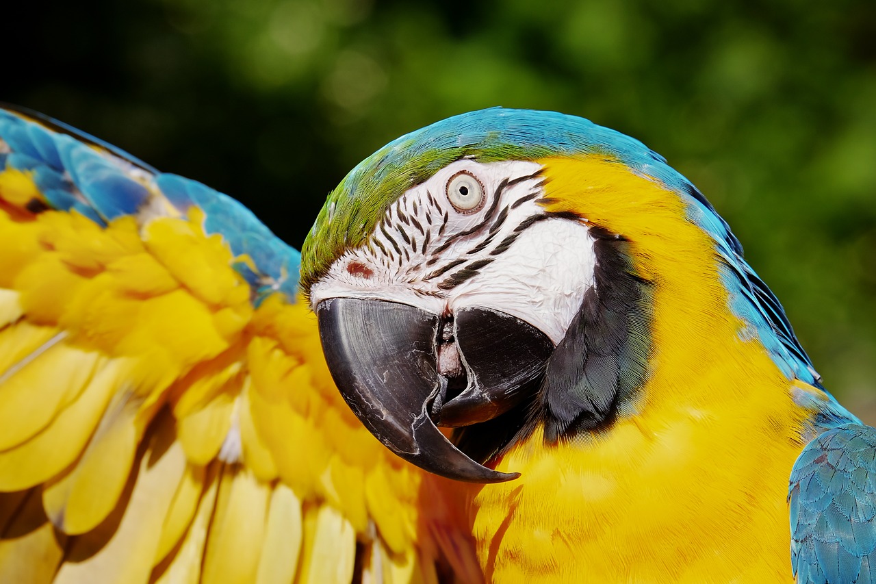 ¿Cómo se llaman los loros de Barcelona?