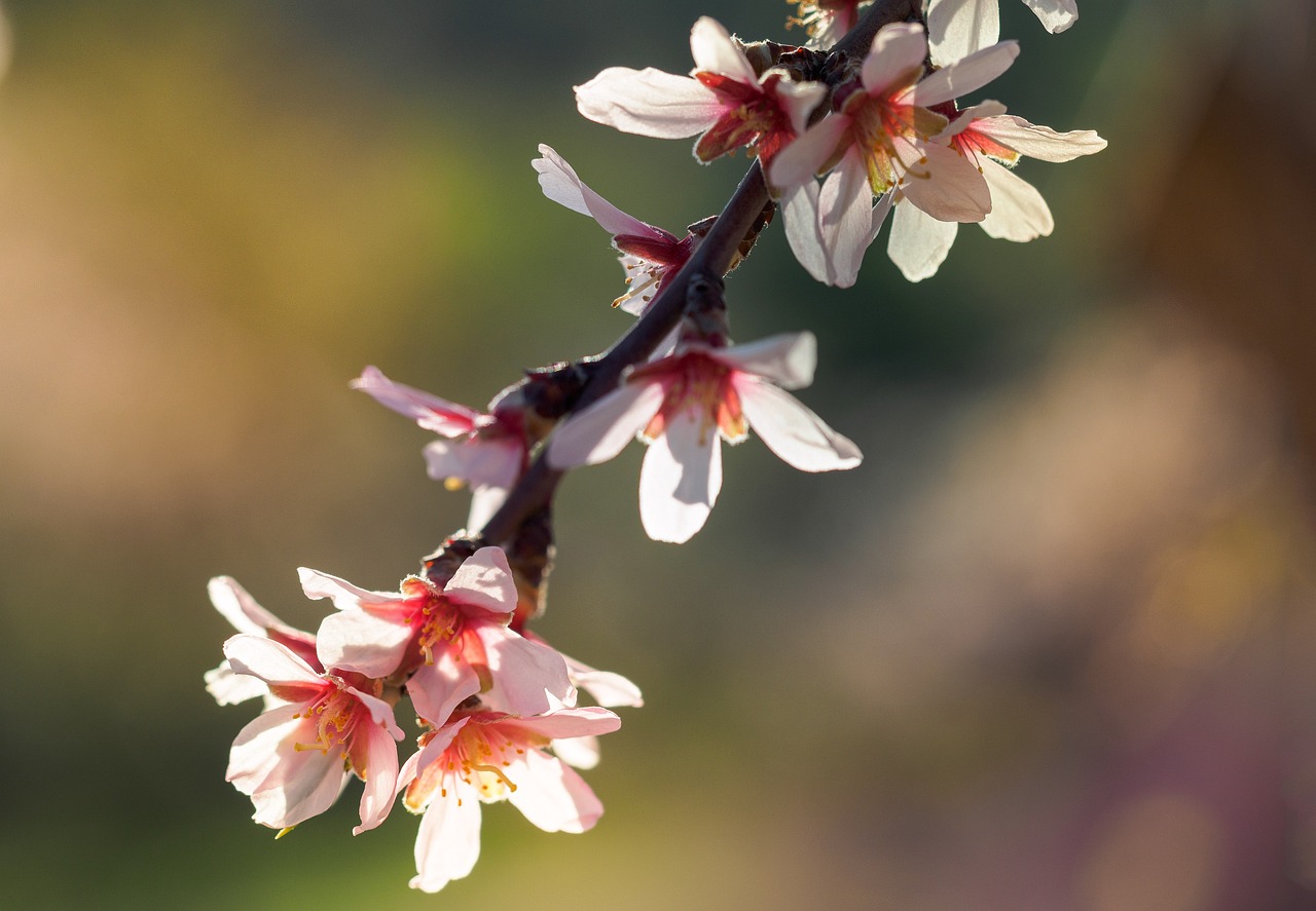 ¿Dónde se cultiva la almendra marcona?