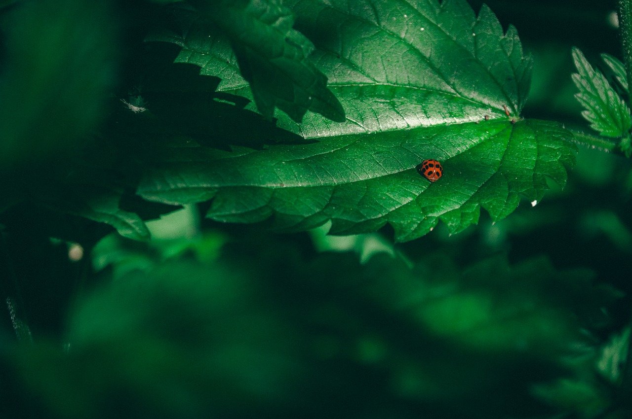 ¿Qué aporta la ortiga a las plantas?