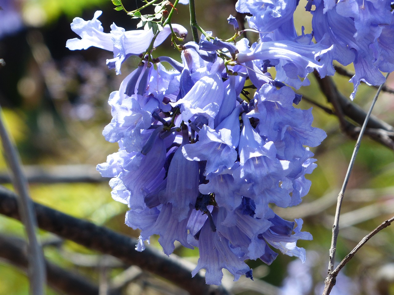 ¿Qué necesita una jacaranda para vivir?