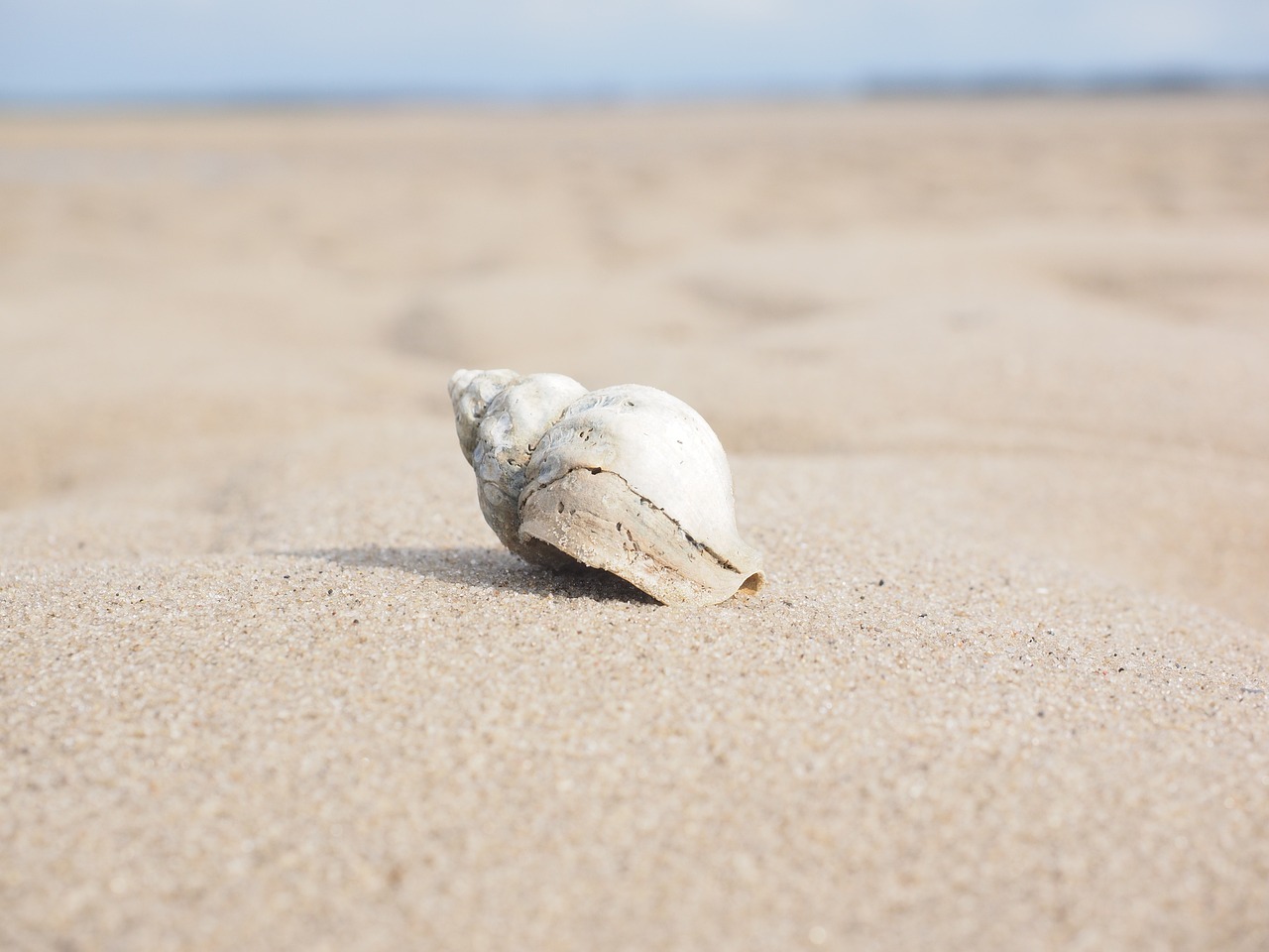 ¿Qué pasa si me muerde un caracol?