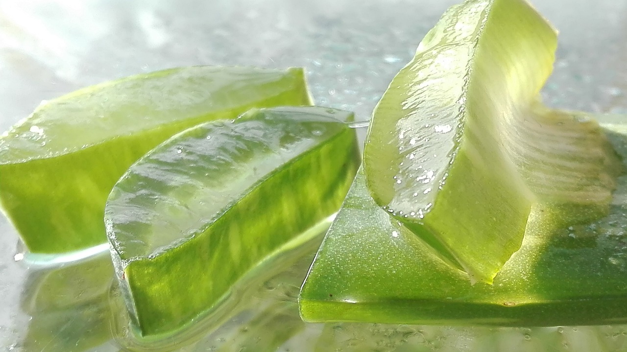 ¿Cómo se cultiva la planta aloe vera?