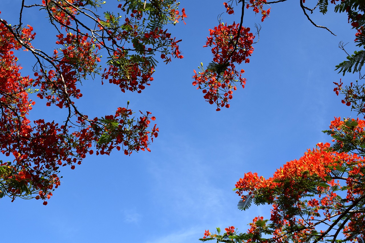 ¿Cuánto tiempo tarda en crecer un árbol de flamboyán?
