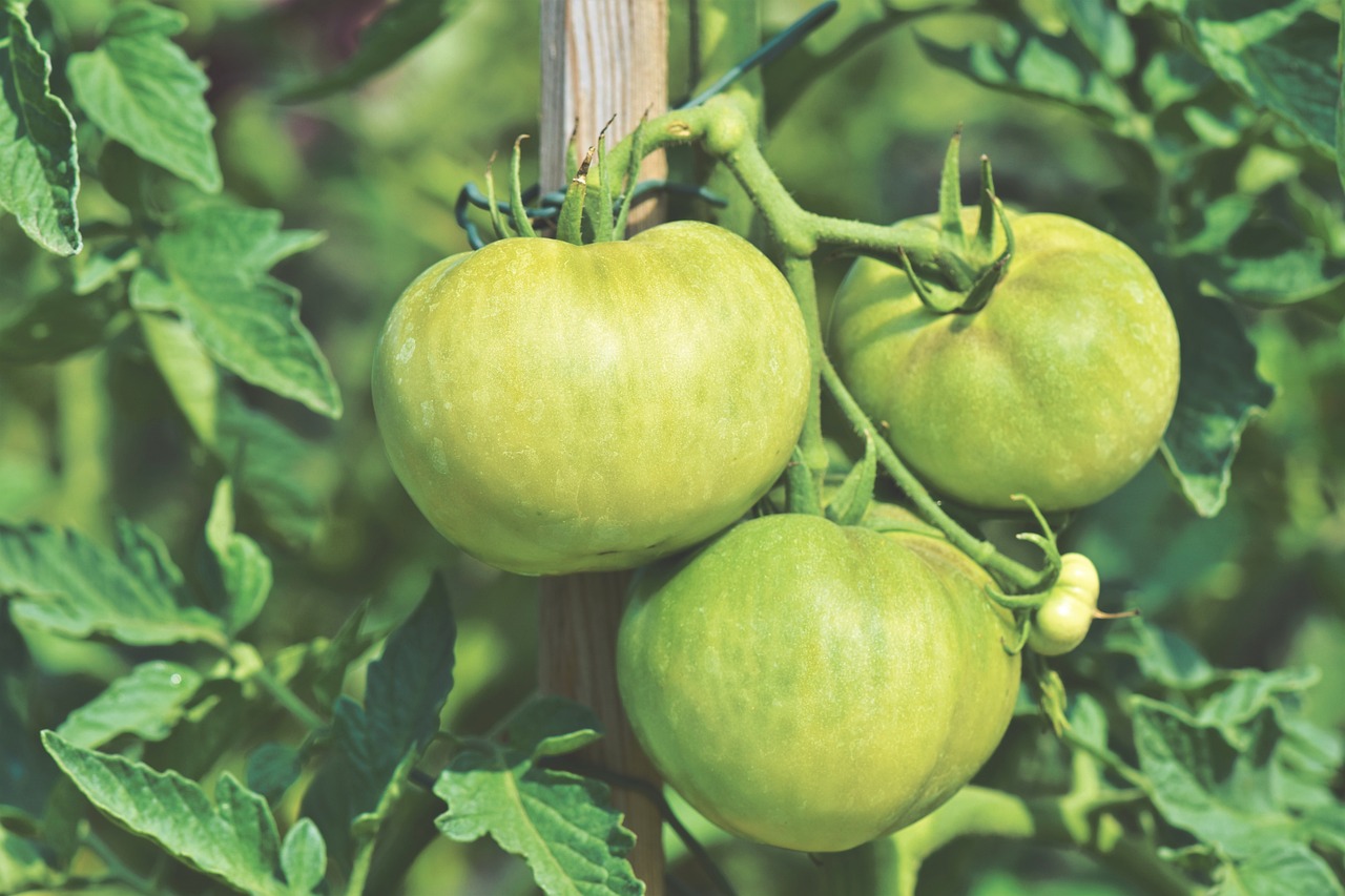¿Cuánto tiempo tarda una planta de tomate de árbol en dar frutos?