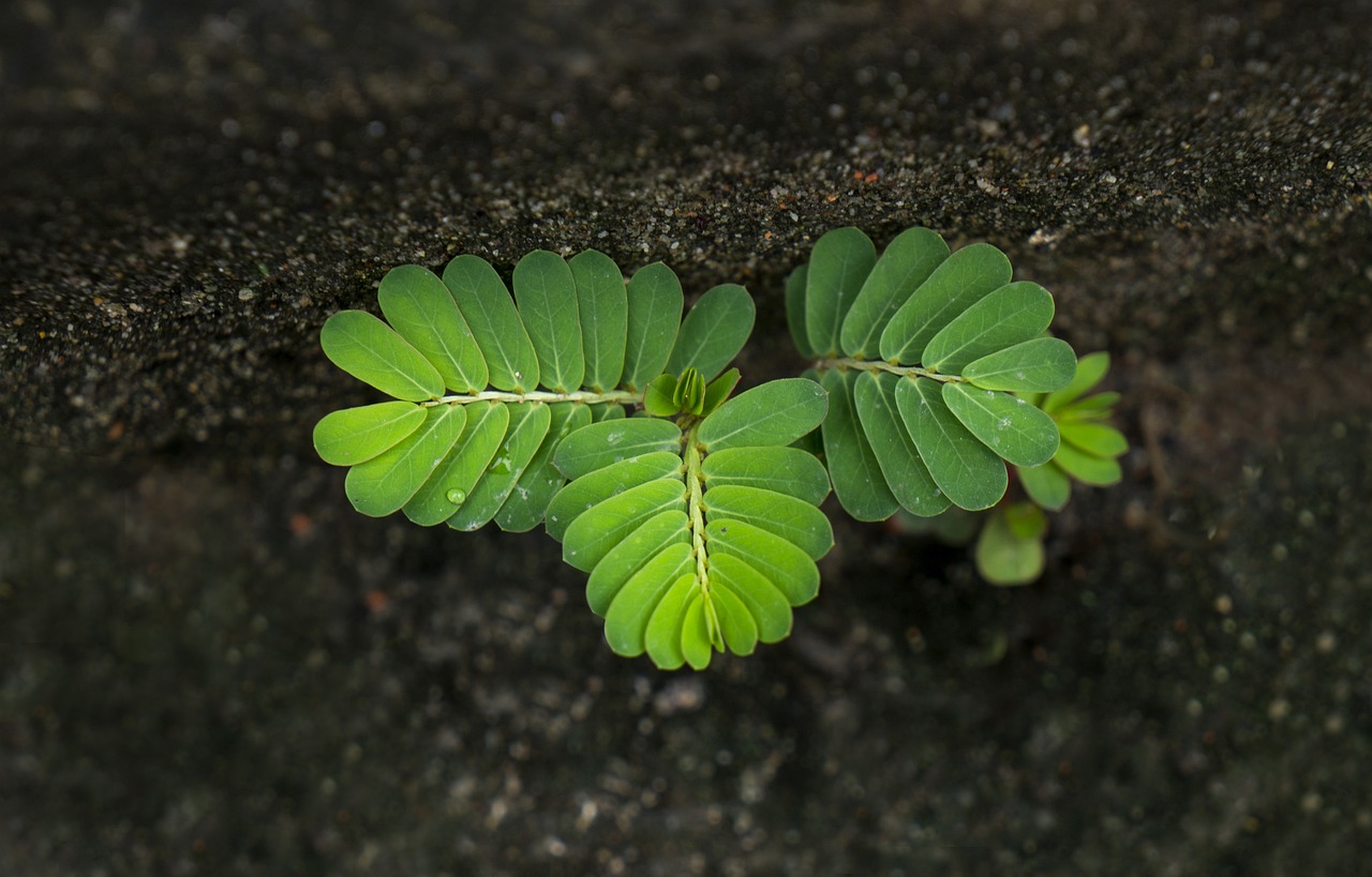 ¿Dónde crece el árbol de tamarindo?