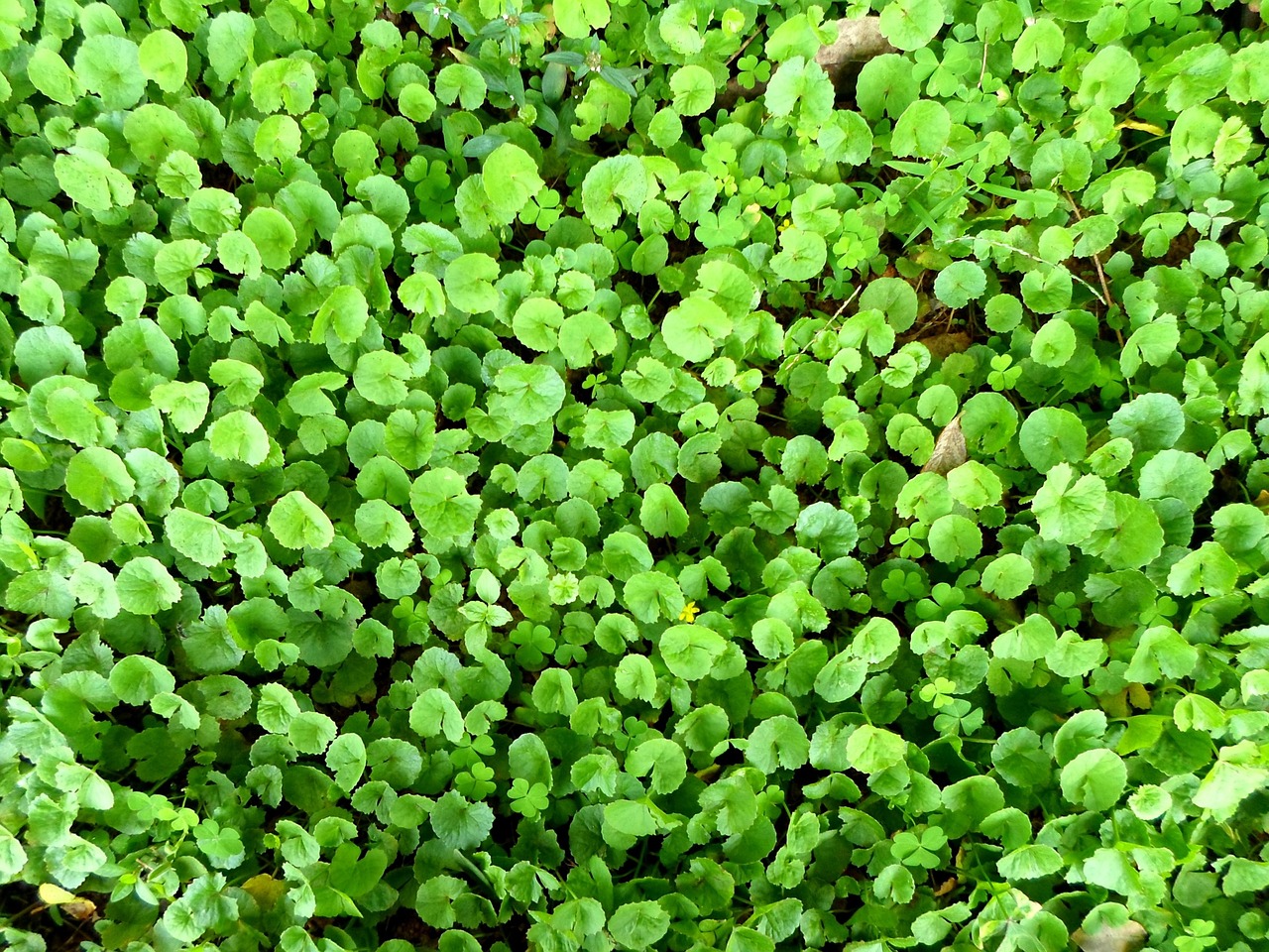 ¿Qué es centella y para qué sirve?