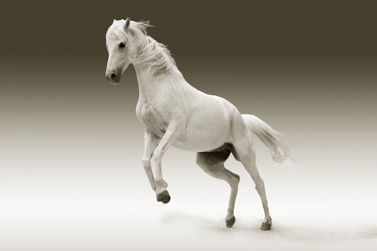 ¿Qué frutas se le puede dar a los caballos?