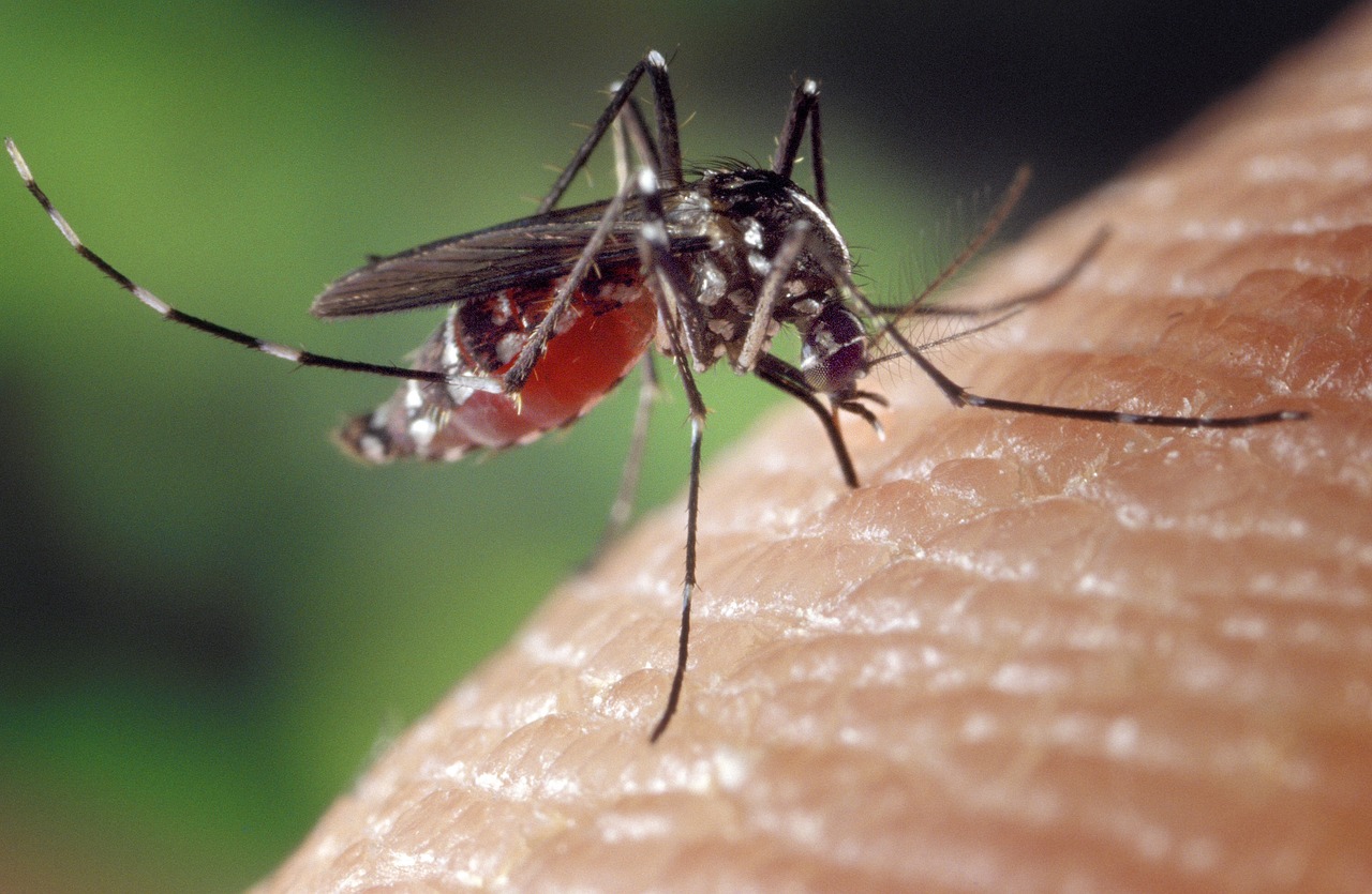 ¿Cómo acabar con el mosquito verde?