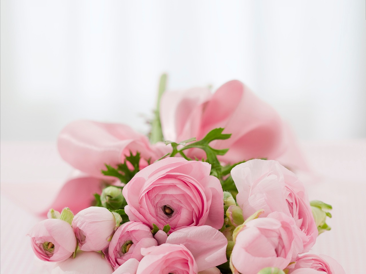 ¿Cómo se llama el arbusto de las rosas?