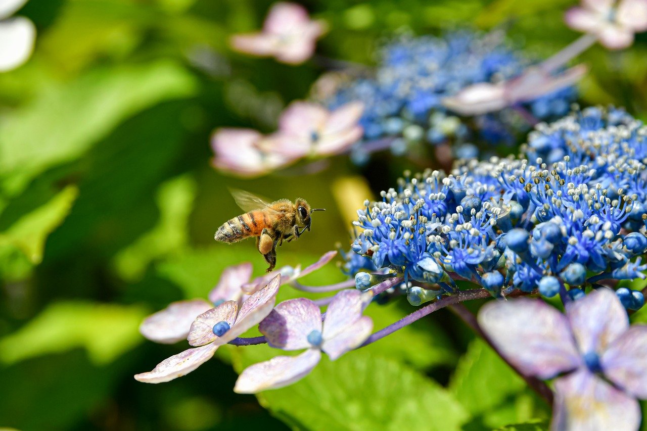 ¿Cómo se reproduce la hortensia de invierno?