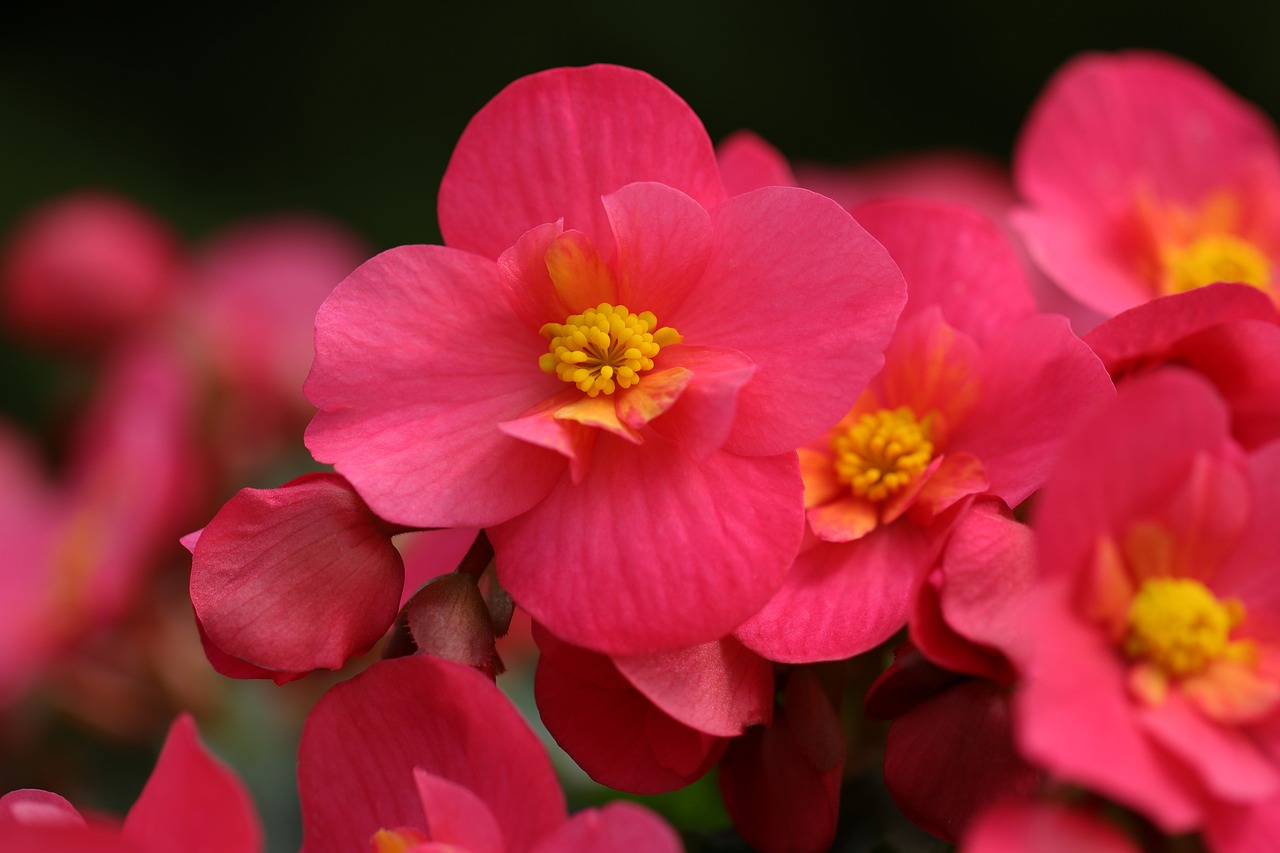 ¿Cuándo regar las begonias?