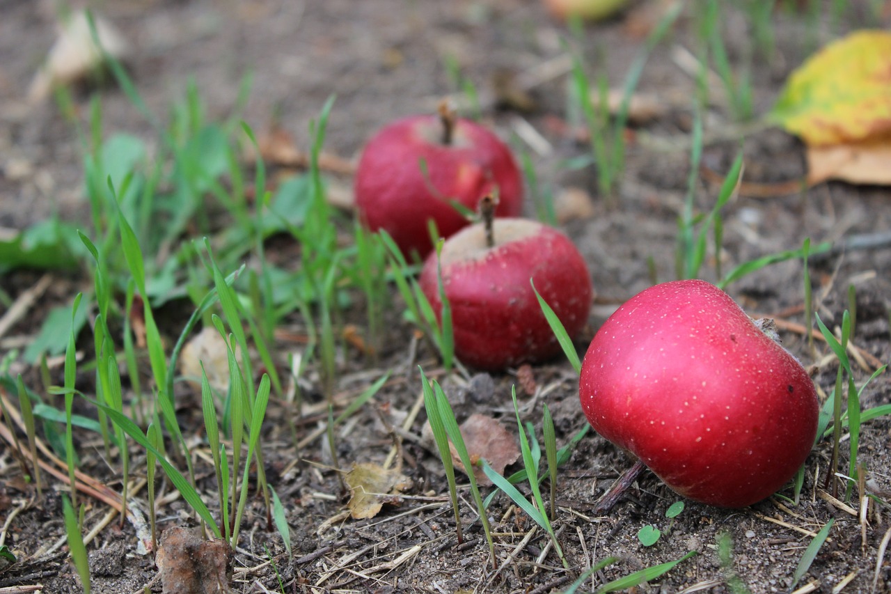 ¿Cuándo se echa abono en el jardín?