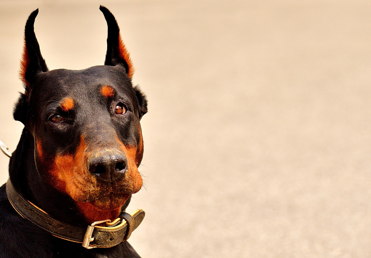 ¿Cuánto cuesta un perro Doberman cachorro?