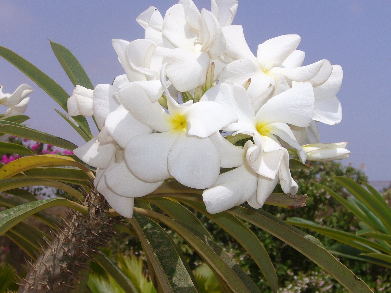 ¿Cómo cuidar un Pachypodium?