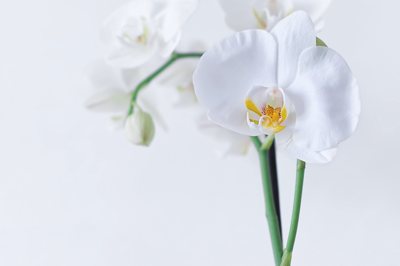 ¿Cómo se cuida una orquídea en casa?