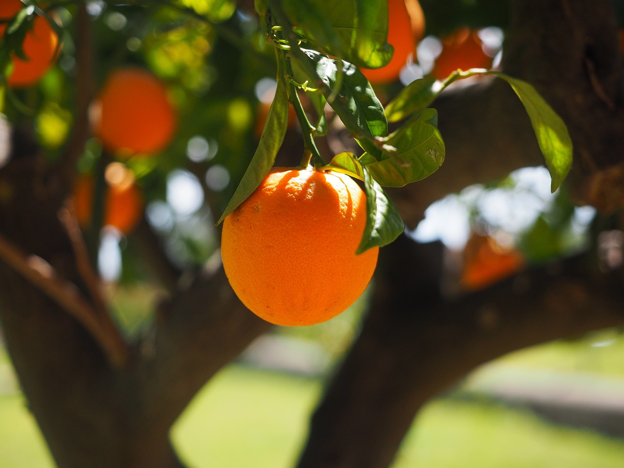 ¿Cuándo echar cobre a los citricos?