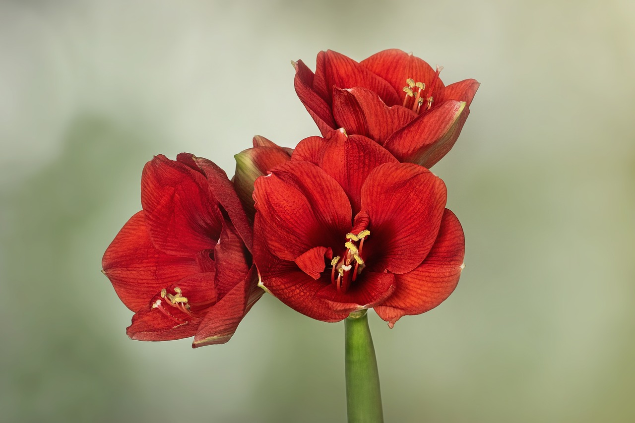 ¿Cuánto dura la flor de Hippeastrum?