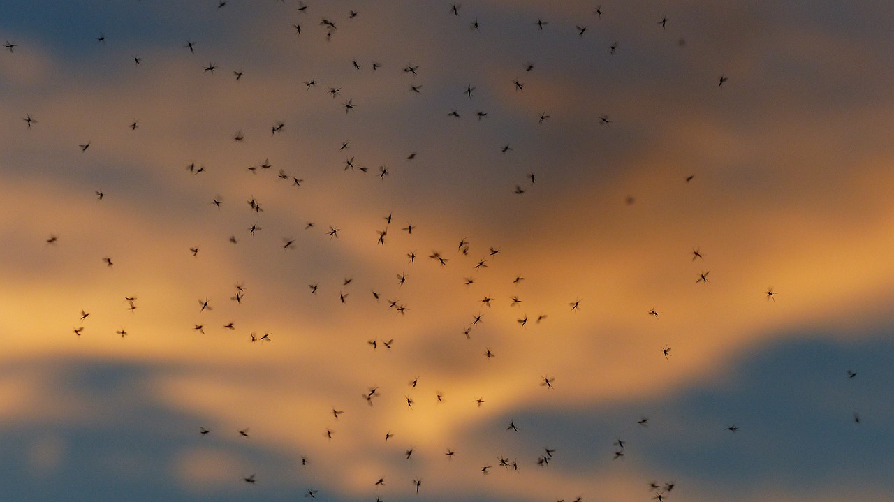 ¿Qué hacer si una planta tiene mosquitos?