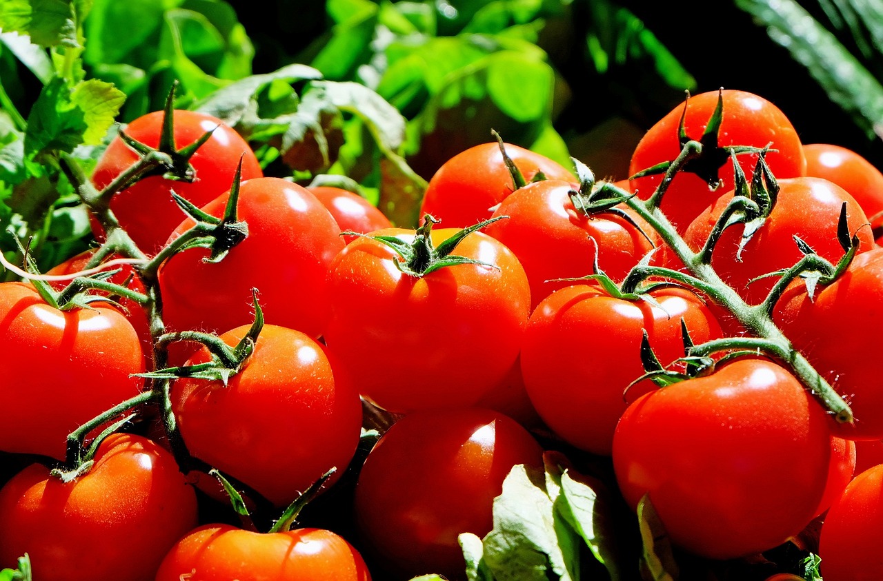 ¿Cuál es el tomate de invierno?
