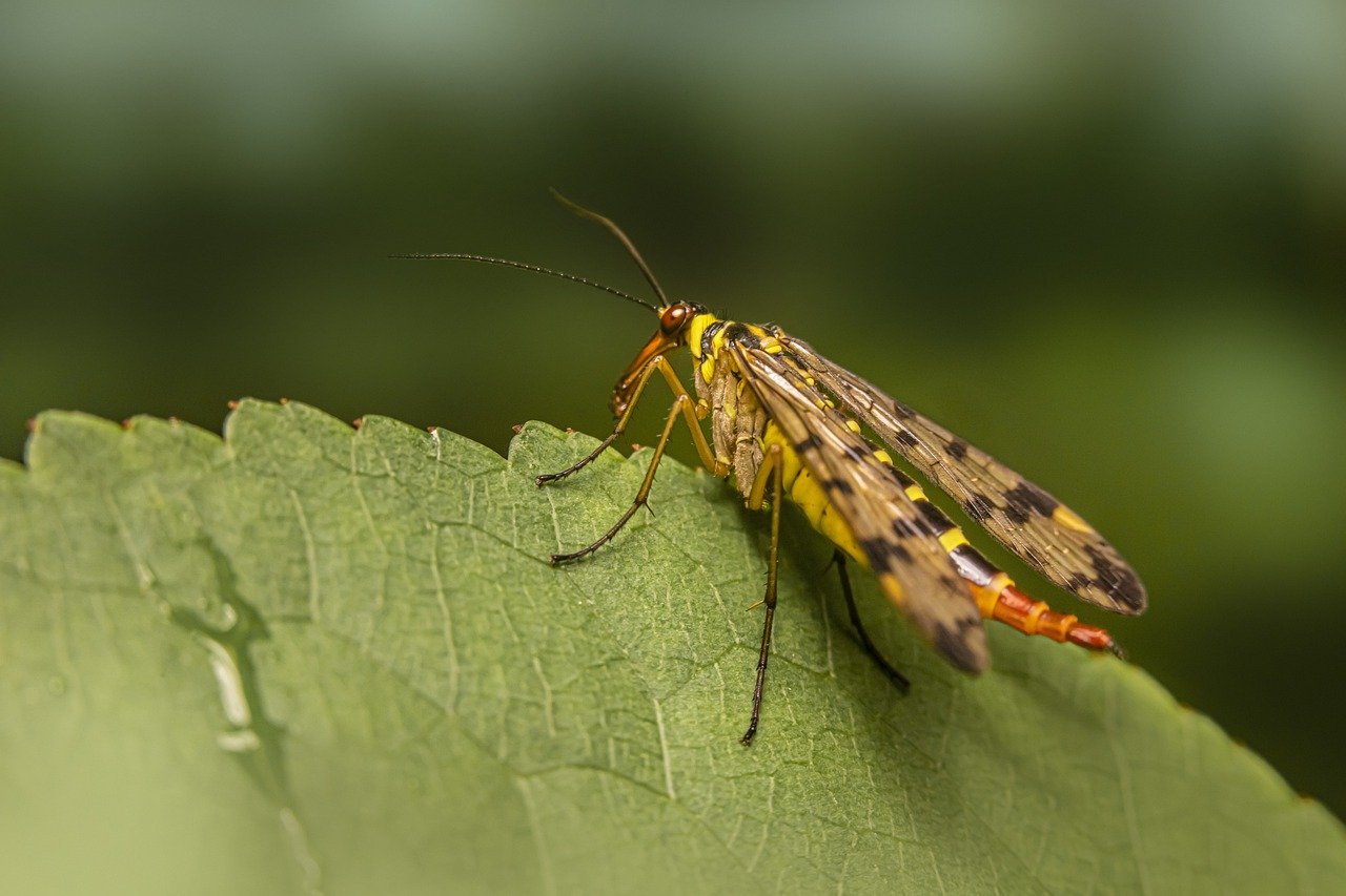 ¿Cuál es la mosca que pica?