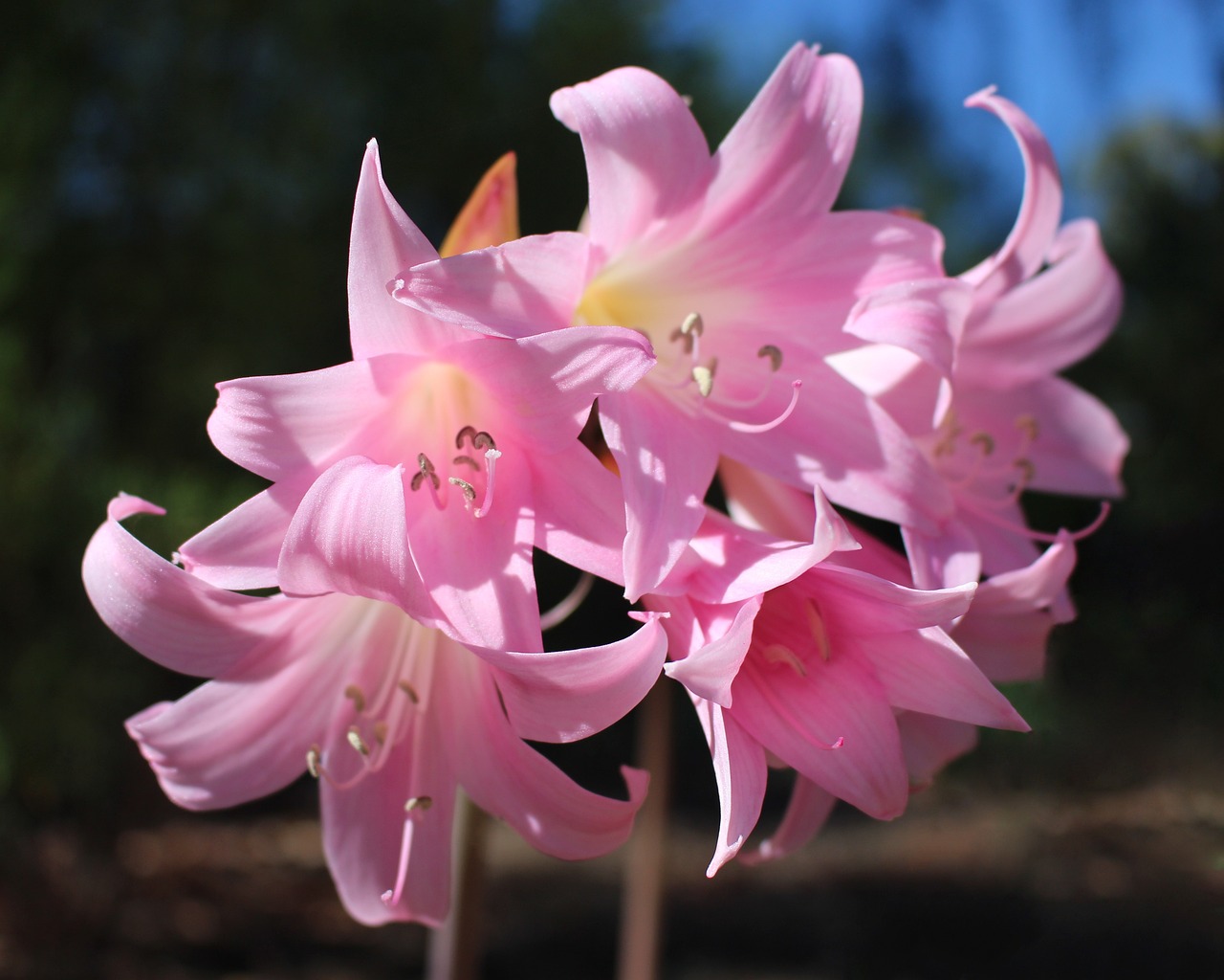 ¿Cuándo florece el Amaryllis belladona?