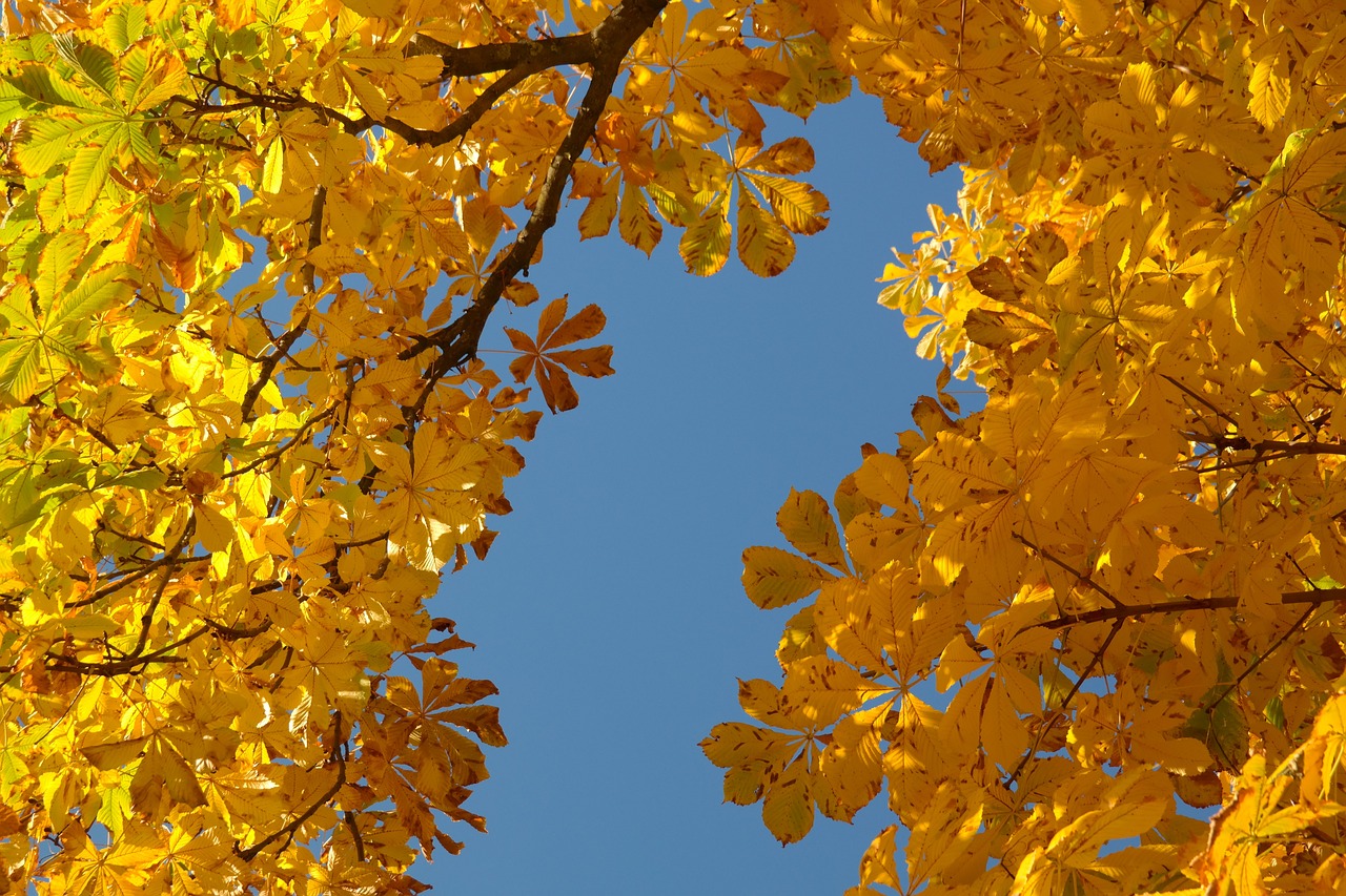 ¿Cuánto tarda en crecer un árbol de castaño?